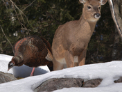 Young Deer And Wild Turkey