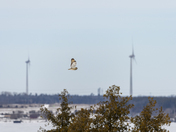 Wildlife & environment