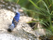 Blue grosbeak