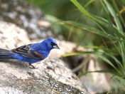 Blue grosbeak