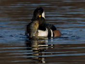 Ever Bite Off More Than You Could Chew?