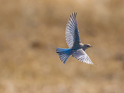 Young Blue
