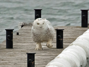 Snowy Owl on a Mission