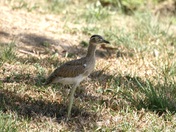 Double-stripped Thick Knee