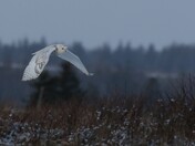 Snowy Owl hunting
