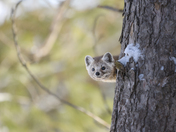 Cuteness in a tree