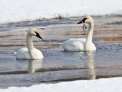 Majestic Beauties