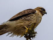 Red-Tailed Hawk reading the dinner menu
