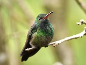 Rufous -tailed humming bird