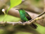 Coppery-headed emerald