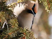 Bohemian Waxwing 