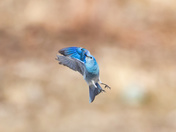 Air Brakes