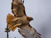 Heading out to pick up dinner