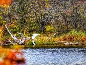 In flight, blending in... 