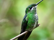 Green-crowned brilliant hummingbird