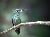 Hummer