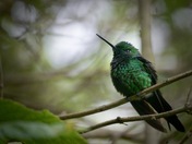 Western emerald humming bird