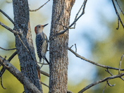 Red Bellied Woodpecker