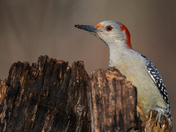 Red Bellied Woodpecker