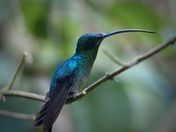 Green Hermit