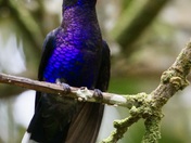 Violet sabrewing