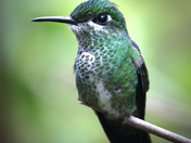 Hummer
