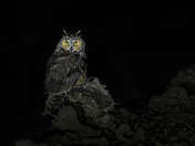 Long-eared owl in the night