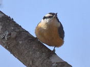 Portrait of a nuthatch