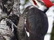 Pileated Woodpecker