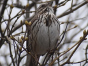 Song Sparrow