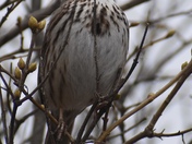 Song Sparrow