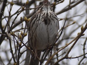 Song Sparrow