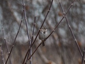 Song Sparrow 