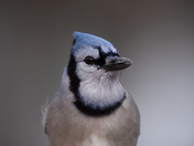 Blue Jay Portrait