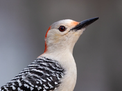 Red-Bellied Woodpecker Portrait
