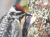 Yellow Bellied Sapsucker
