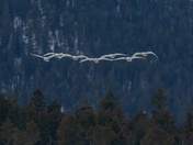 Air Show