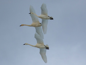 Trio