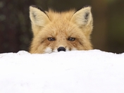 Peek-A-Boo Fox