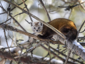 American Marten