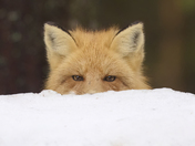 Red Fox Playing Peek-A-Boo