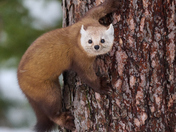 American Marten 