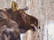 Bull Moose 