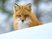 Red Fox
