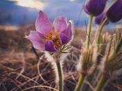 Blooming spring