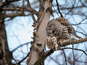 Barred Owl