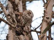 Barred Owl