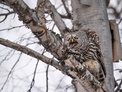 Barred Owl