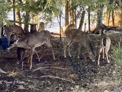Deer restaurant