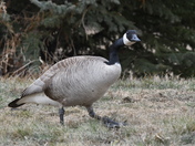 A goose with attitude